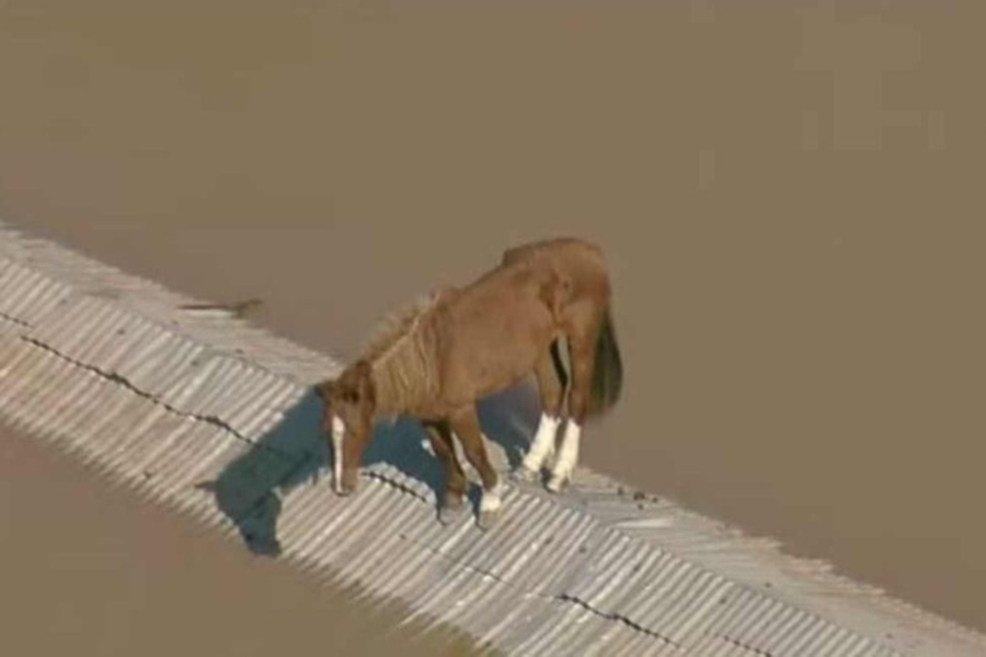 RESGATE: Cavalo Caramelo é resgatado de telhado em Canoas